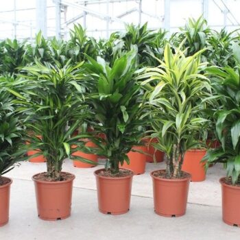 Dracaena fragrans Mixkar 24