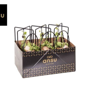 Dischidia Shelly Cube/Ring mix (Medium)