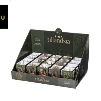 Tiny Tillandsia Mix in Terracotta pot