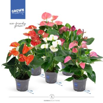 Anthurium Allstar mix