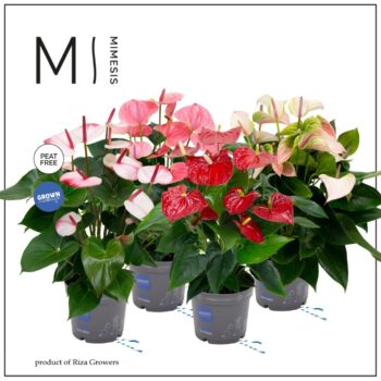 Anthurium Happy Mix