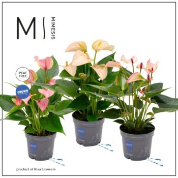 Anthurium Multiflora Mix