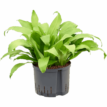 Dracaena fragrans 'Limelight' Head 5pp