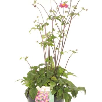 Anemone Donkerrose
