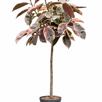 Ficus elastica 'Belize' Stem