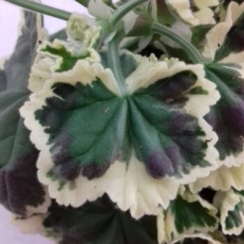 Variegated Geranium Frank Headly