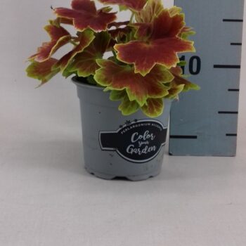 Variegated Geranium vancouver