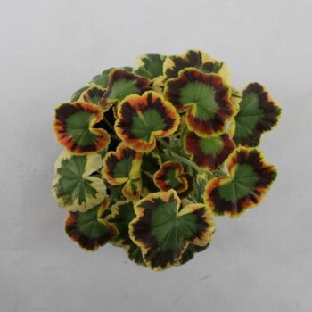 Variegated Geranium Contrast