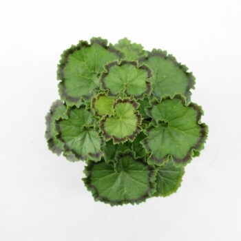 Variegated Geranium Distinction