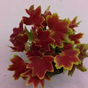 Variegated Geranium schoko
