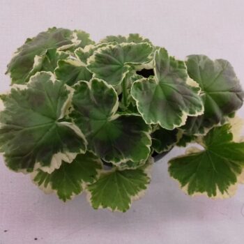 Variegated Geranium Madame Salleron