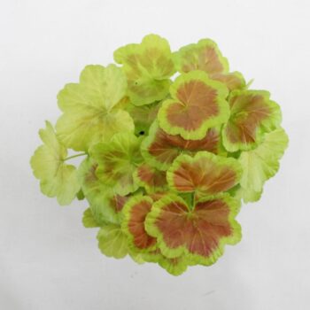 Variegated Geranium Occold Shield