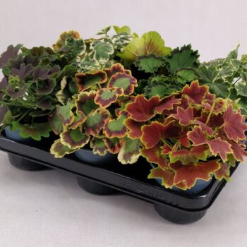 Variegated Geranium Mix