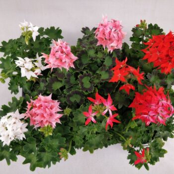 Fireworks Geranium Mix