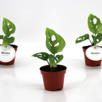 Monstera Adansonii Mint