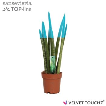 Sansevieria VELVET TOUCHZ® Aqua