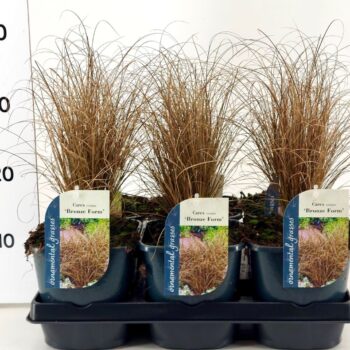 Carex comans Bronze Form P17