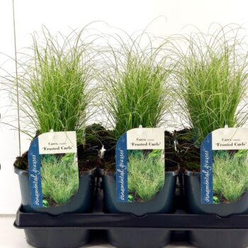 Carex comans Frosted Curls