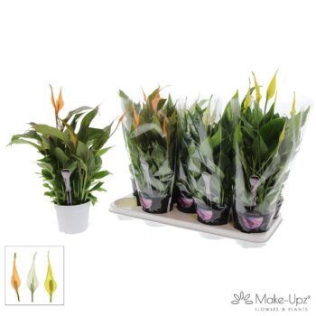 Spathiphyllum 13 cm Bellini Make Upz - Paasmix