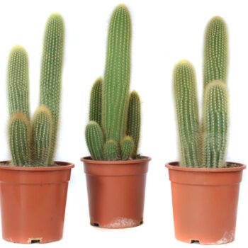 Vatricania Guentherii