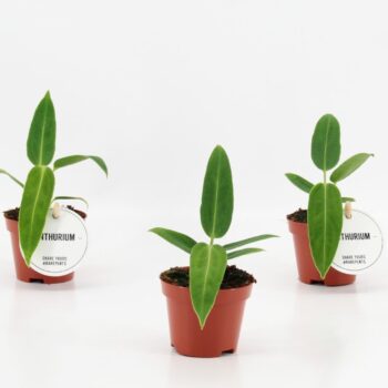 Anthurium Warocqueanum