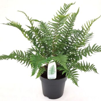Dryopteris affinis