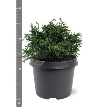 Chamaecyparis obtusa 'Lycopodioides'