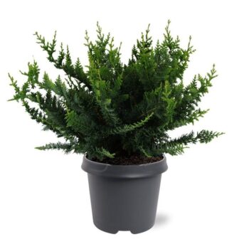 Chamaecyparis obtusa 'Teddy Bear'