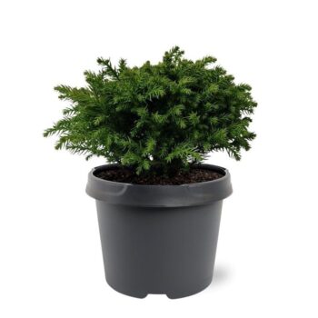 Cryptomeria japonica 'Green Pearl'