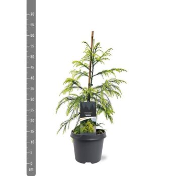 Cryptomeria japonica 'Sekkan'