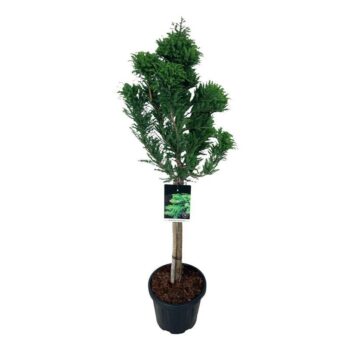 Taxodium distichum 'Pevé Minaret'