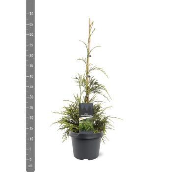 Thuja plicata 'Aldrich Mountain'