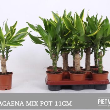 Dracaena 2 color mix, 11 cm pot