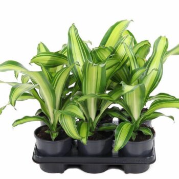 Dracaena Charley kopstek