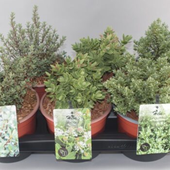 Hebe Mix C2 3-soort groot etiket