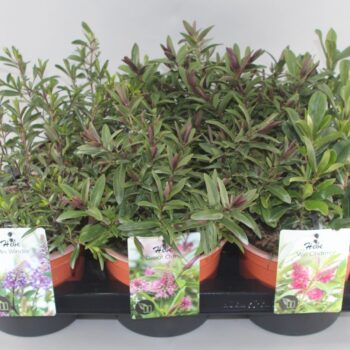 Hebe Mix Grootbladig C2