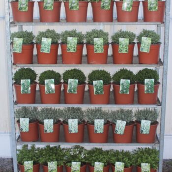 Hebe Mix C5 kleinbladig