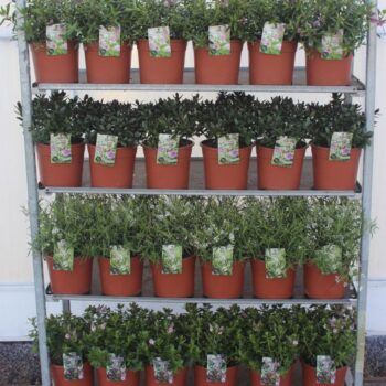 Hebe Mix C5 Grootbladig