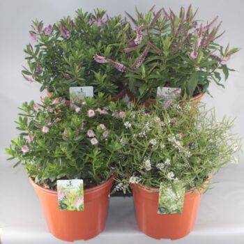 Hebe Mix C10 Grootbladig