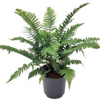 Dryopteris atrata