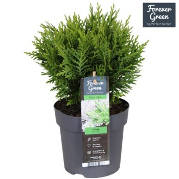 Thuja occidentalis 'Danica' P14