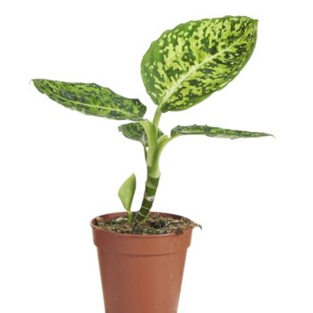 Dieffenbachia Reflector