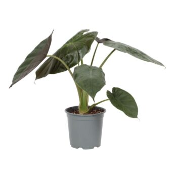 Alocasia Wentii 19cm