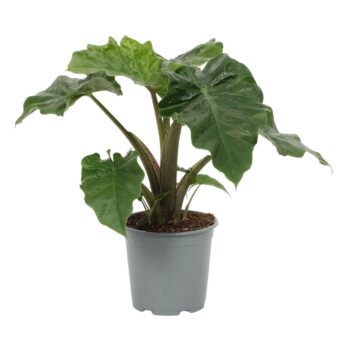 Alocasia Low Rider 19cm