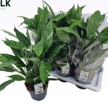 Diamond Variegata 17cm