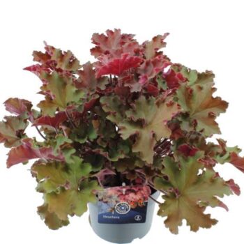 Heuchera Rex mix