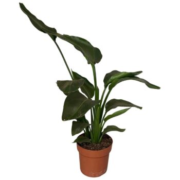 Strelitzia Nicolai 2pp