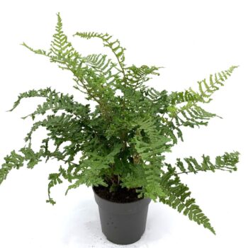 Dryopteris aff. 'Cristata the King'