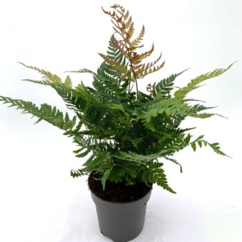 Dryopteris erythrosora 'Brilliance