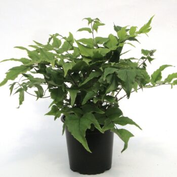 Cyrtomium fortunei var. clivicola